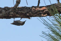 Image of nuthatches and relatives