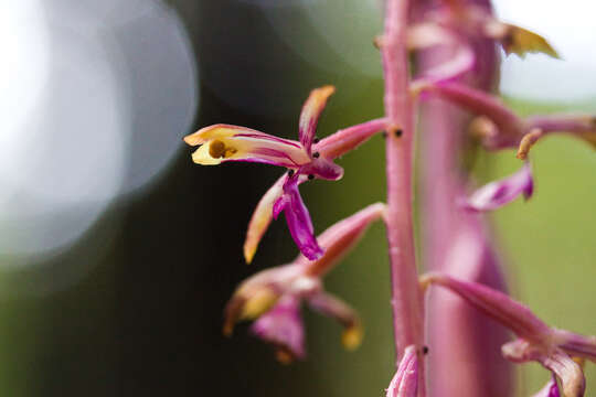 Image of Pacific coralroot