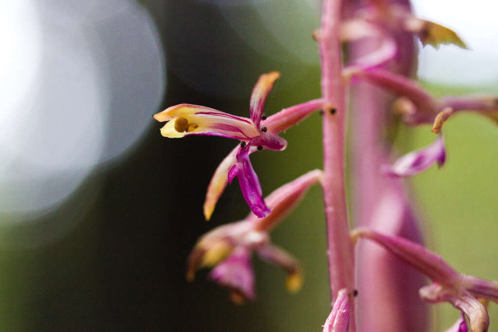 Corallorhiza mertensiana Bong.的圖片