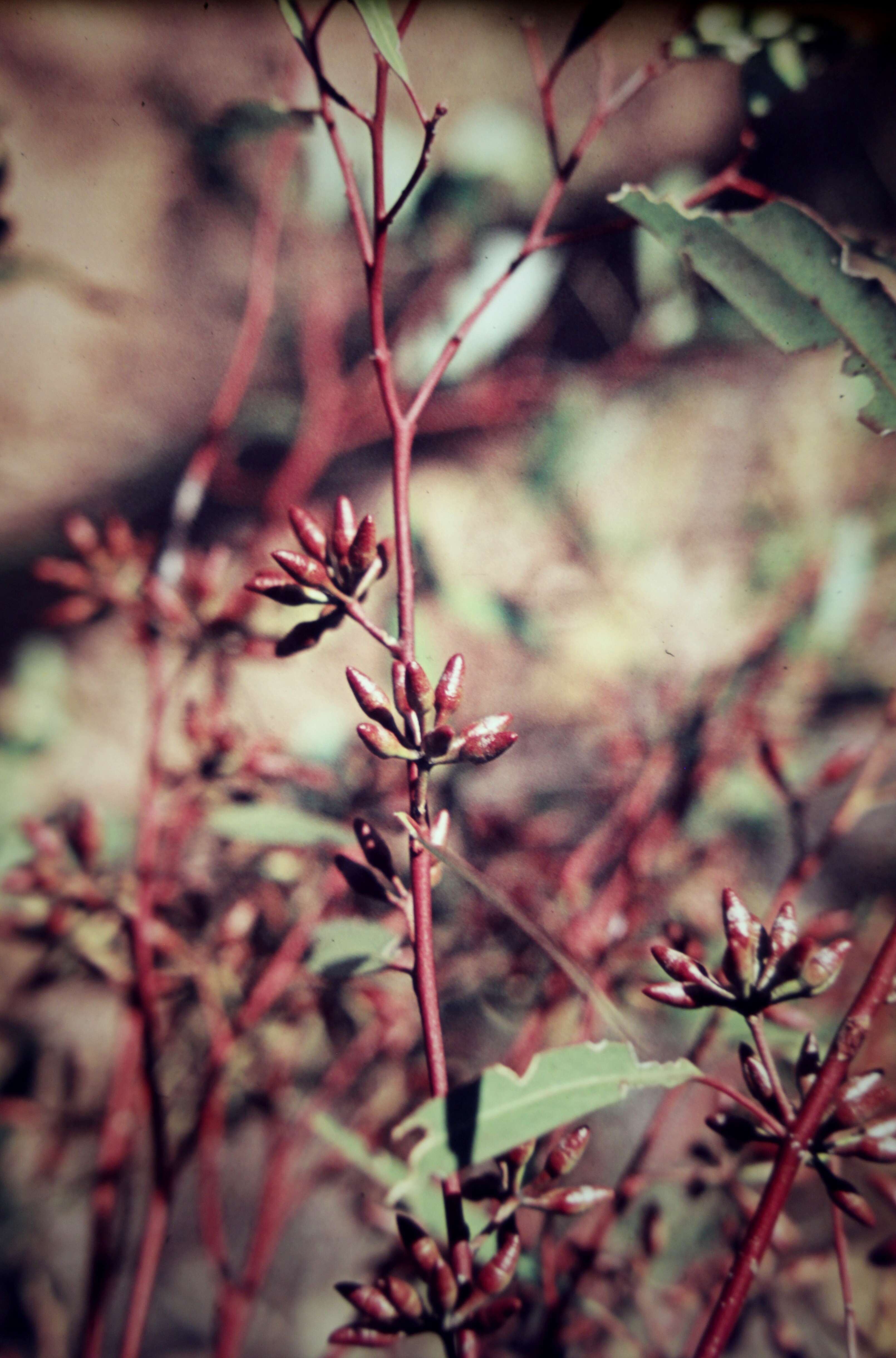 Imagem de Eucalyptus oleosa subsp. oleosa