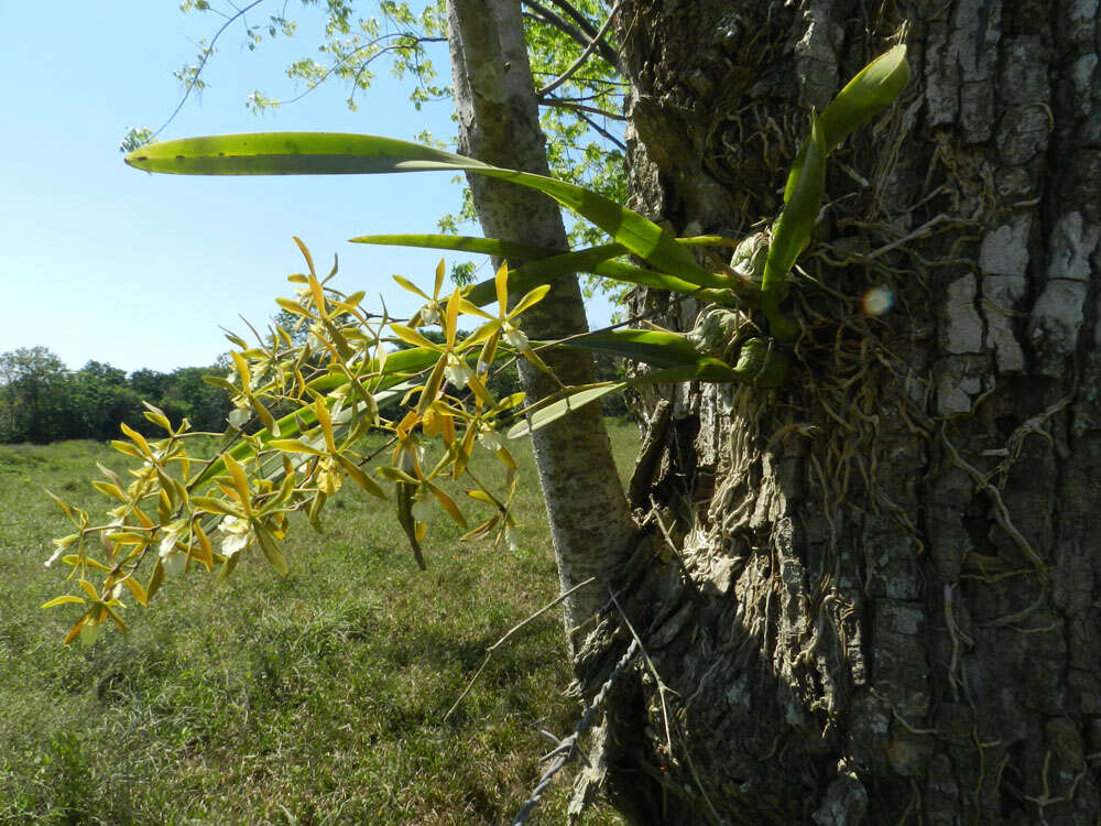 Слика од Encyclia