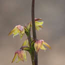 Image of Green midge orchid