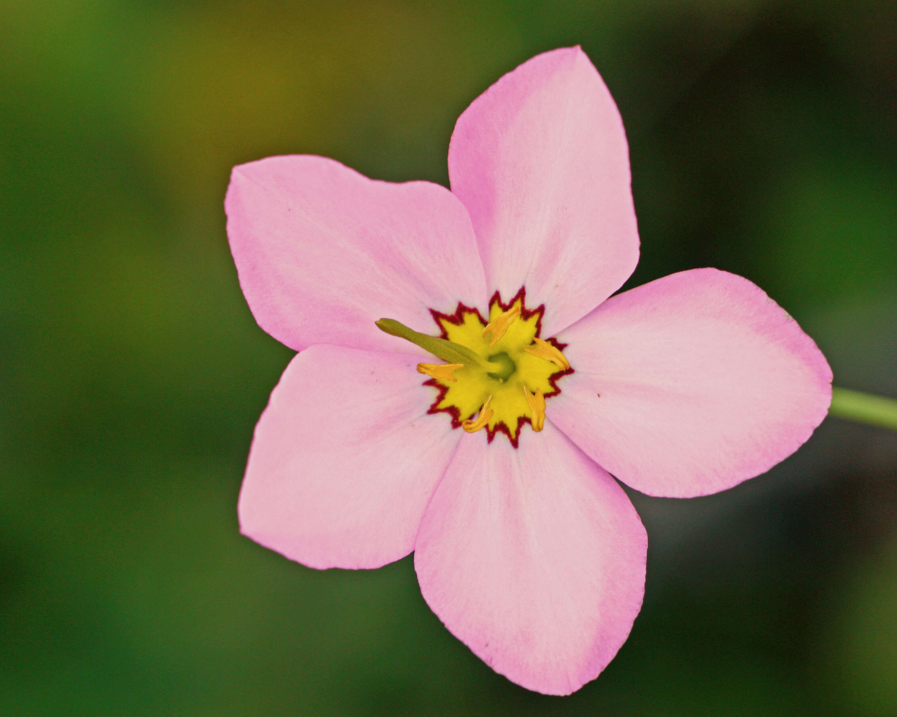 Image of largeflower rose gentian