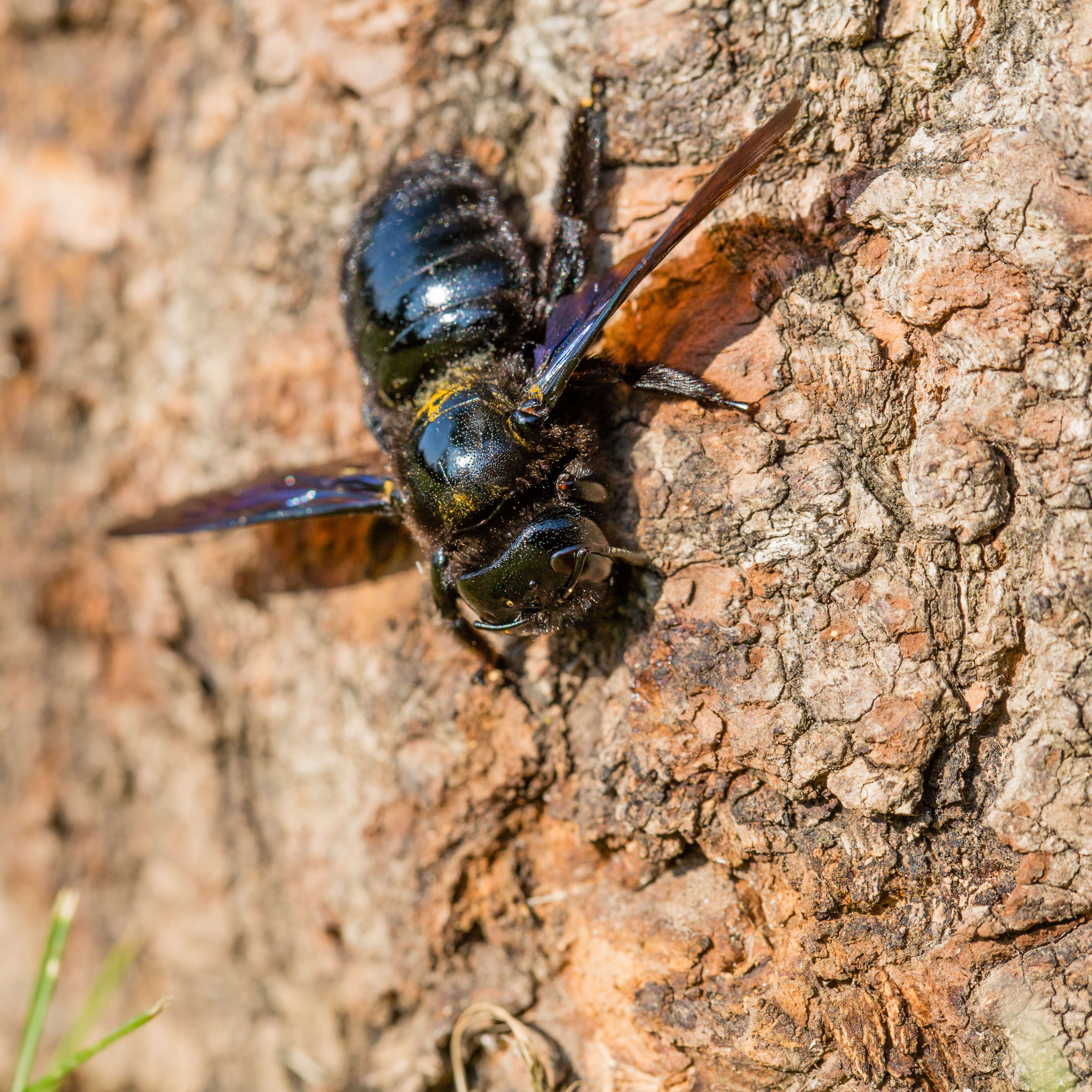 Image of carpenter bee