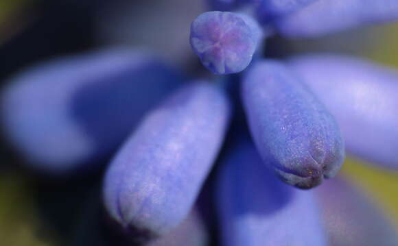 Image of Grape hyacinth