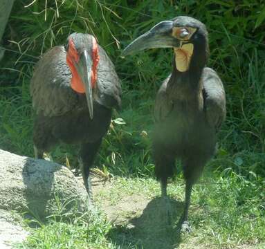 Imagem de Bucorvus leadbeateri (Vigors 1825)