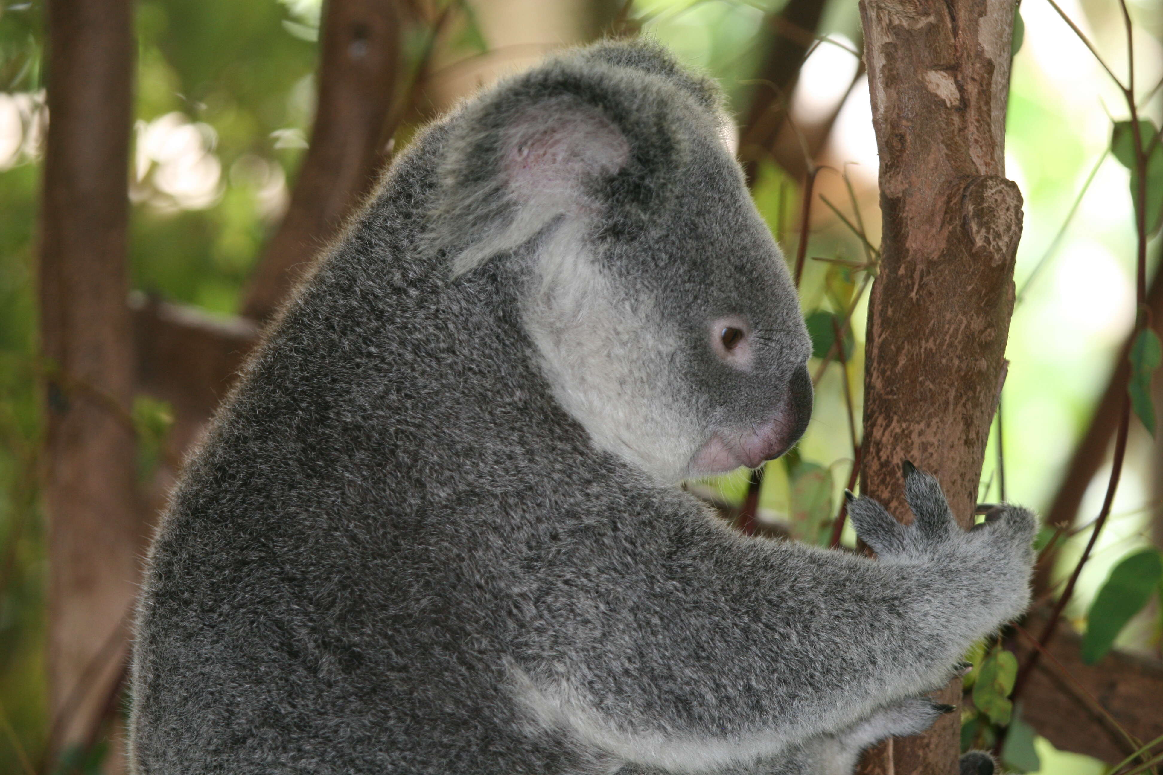 Image of Wombats and Koalas