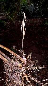 Image of Maranta subterranea J. M. A. Braga