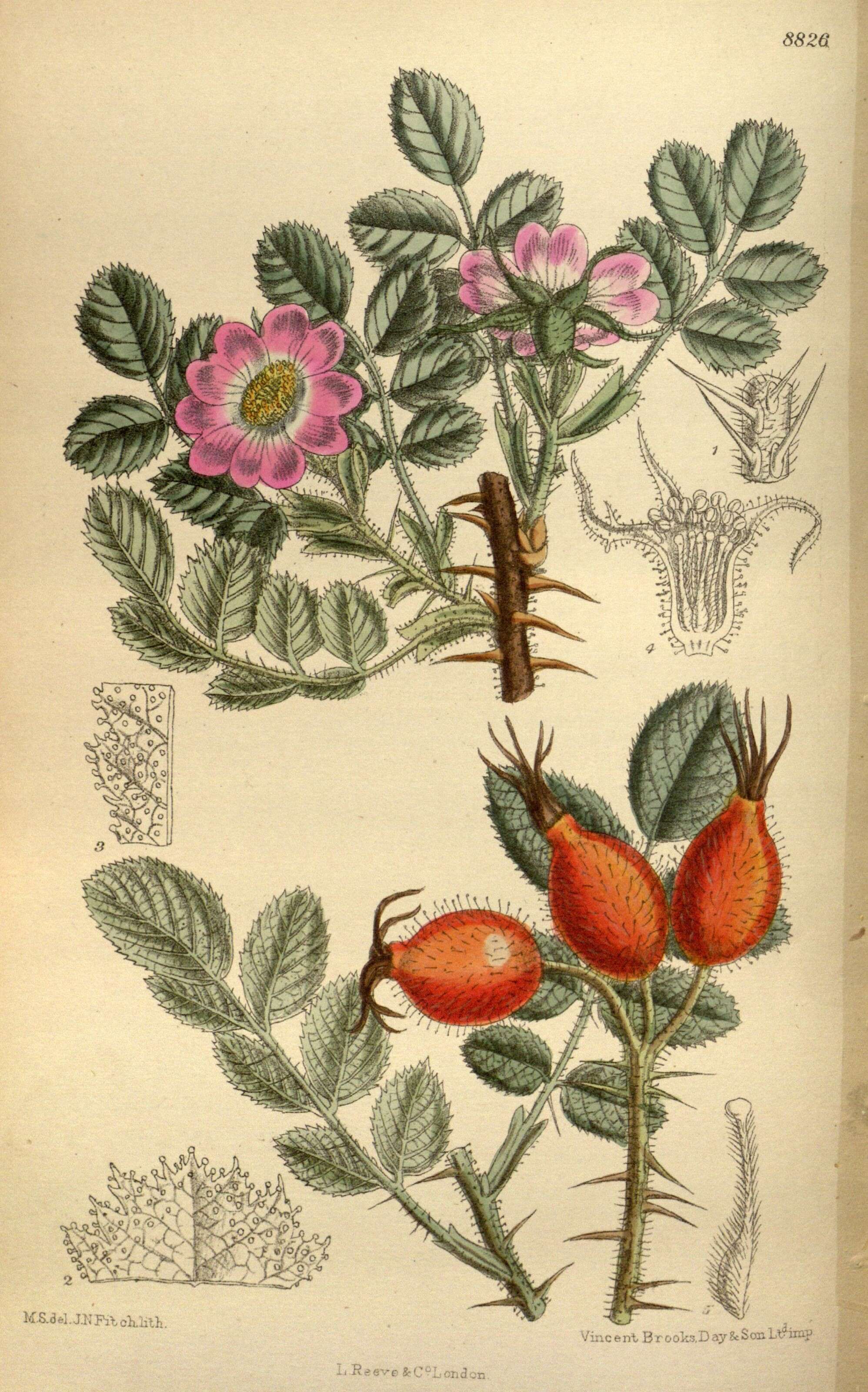 Rosa pulverulenta M. Bieb. resmi