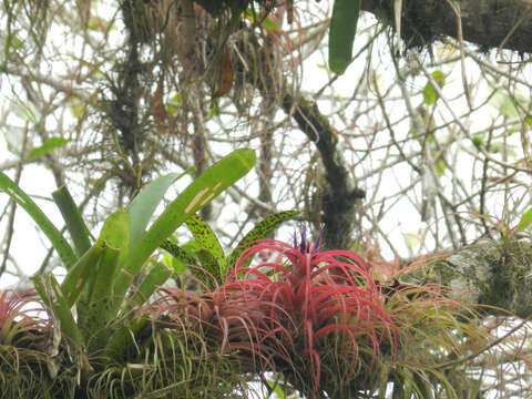 Imagem de Tillandsia brachycaulos Schltdl.