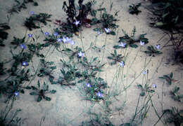 Image of Wahlenbergia capillaris (G. Lodd.) G. Don