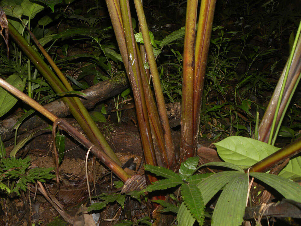 Image of Heliconia trichocarpa G. S. Daniels & F. G. Stiles