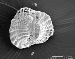 Pseudohauerina occidentalis (Cushman 1946) resmi