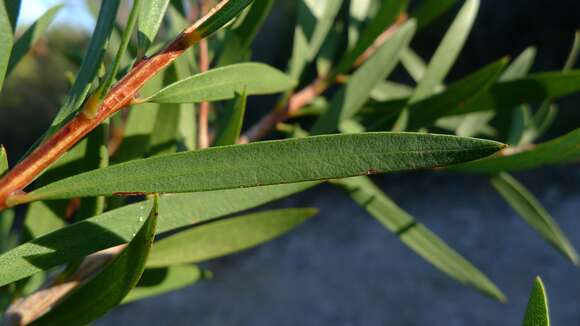 صورة Callistemon citrinus (Curtis) Skeels