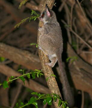 Image of Lesser Galagos