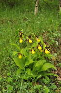 Image of Slipper orchids