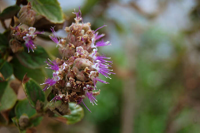 Слика од Pogostemon benghalensis (Burm. fil.) Kuntze