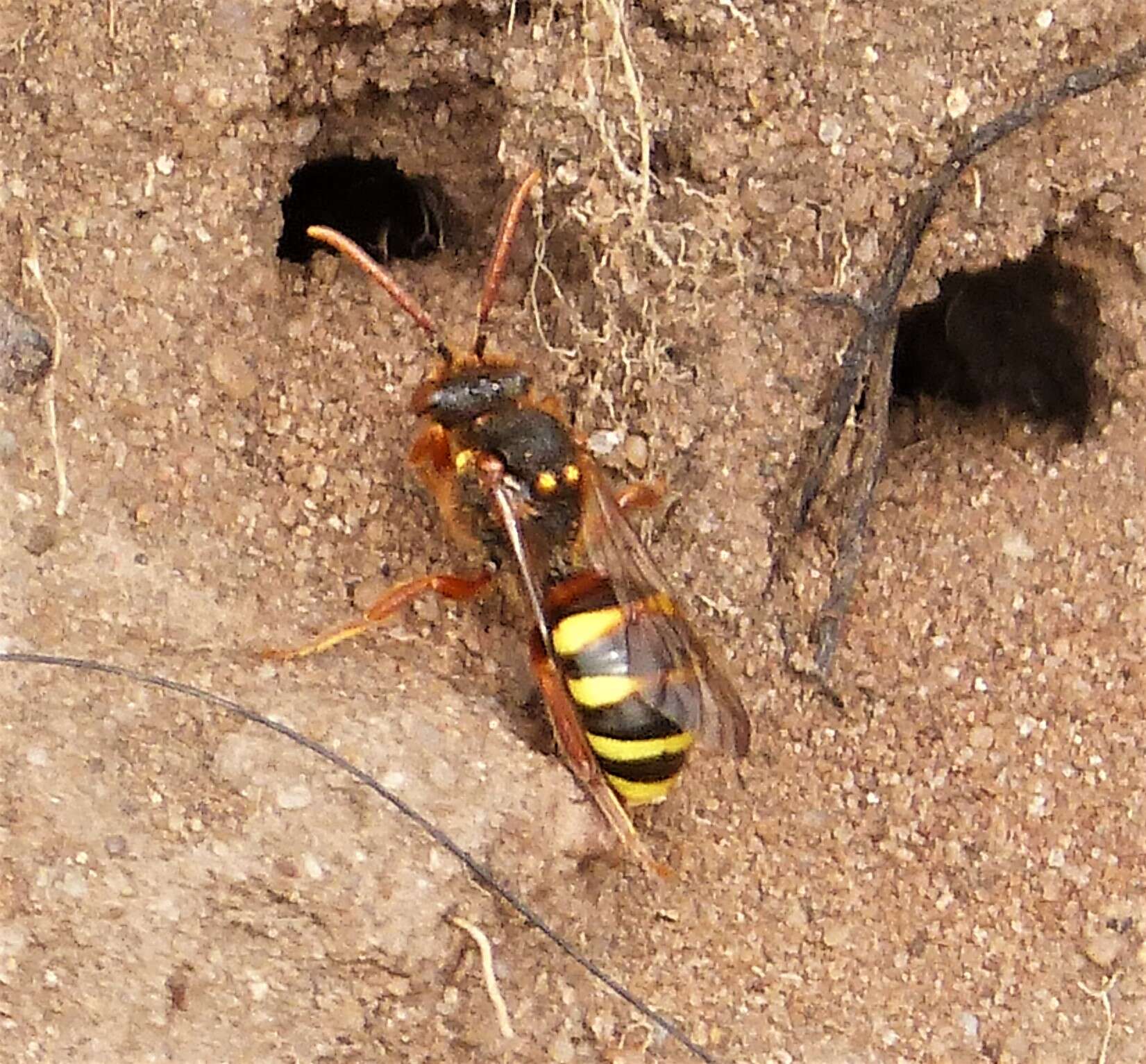 Image of Nomada lathburiana (Kirby 1802)