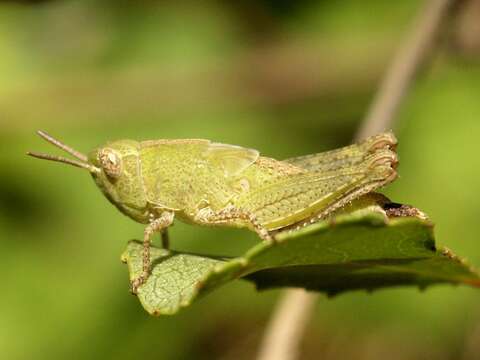 Image of Orthoptera