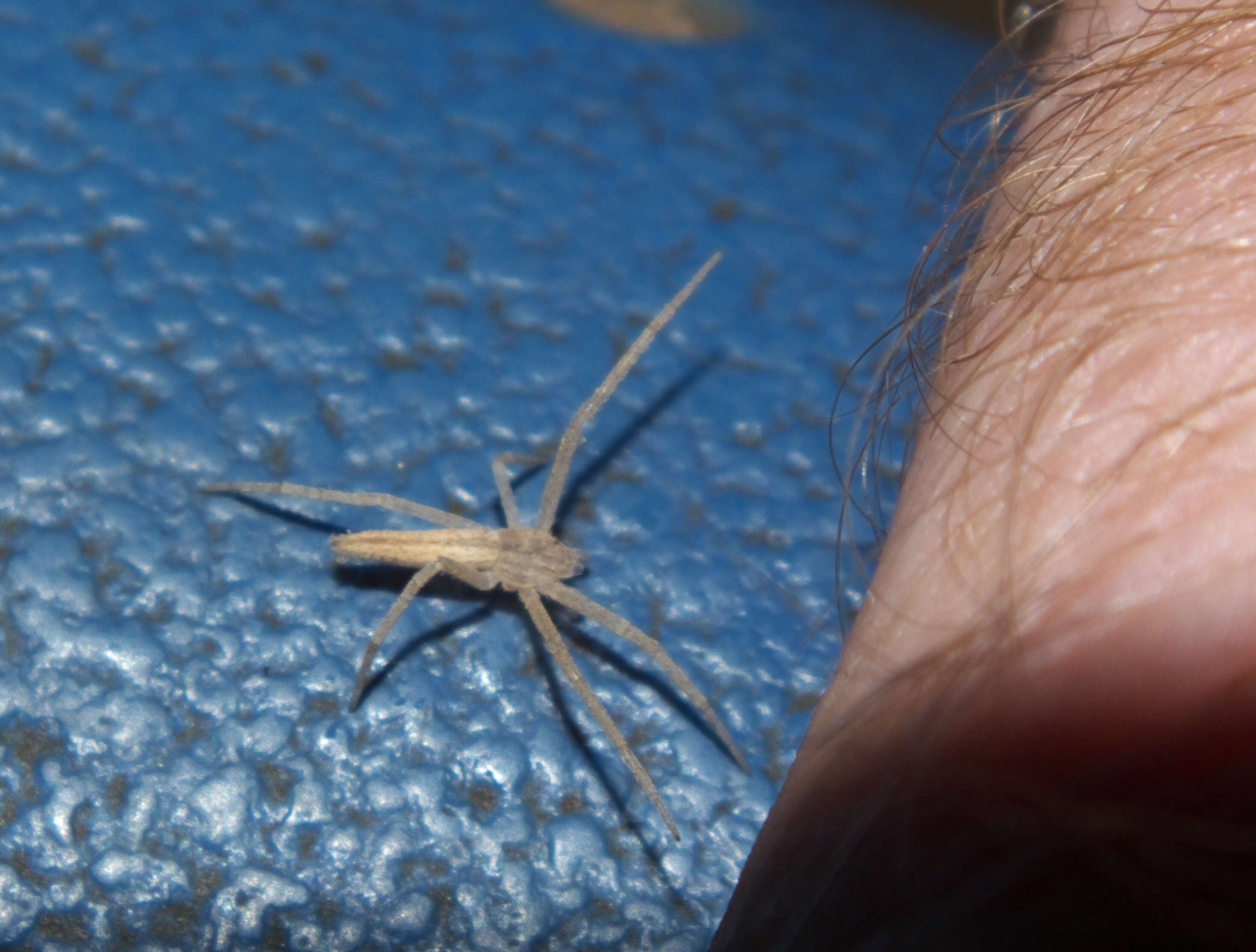 Image of long-legged sac spiders