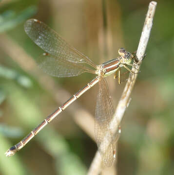 Image of Migrant Spreadwing