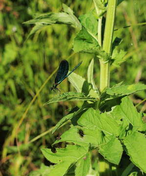 Image of Beautiful Demoiselle