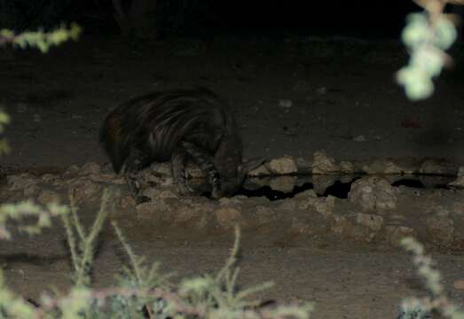 Image of Brown Hyena -- Brown Hyaena