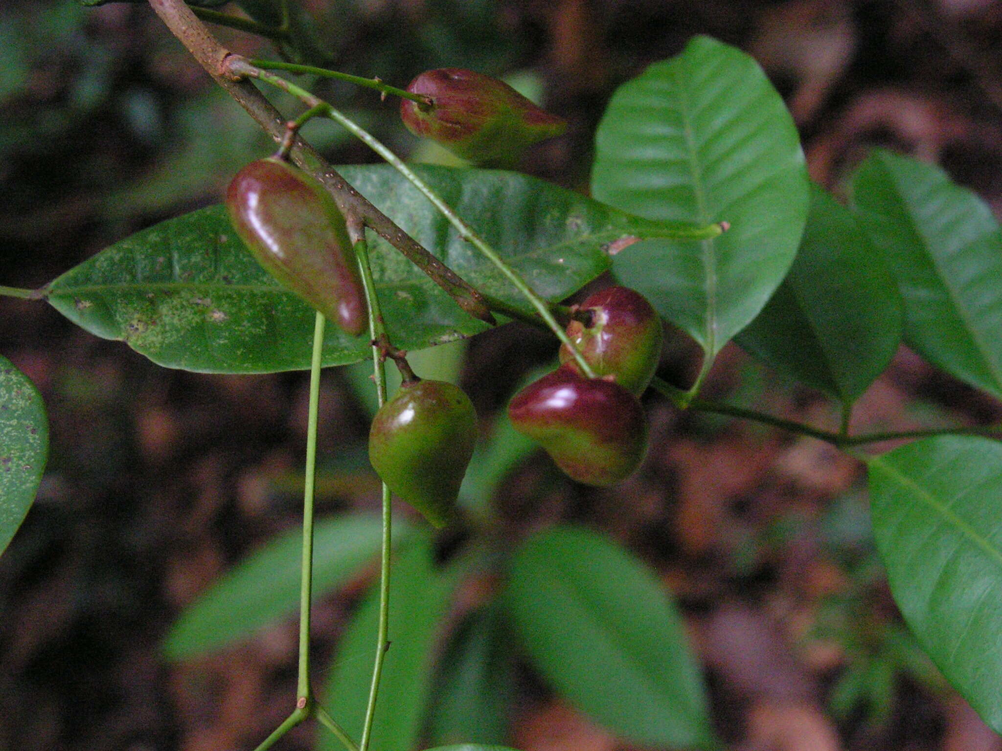 Image of Protium aracouchini (Aubl.) Marchand