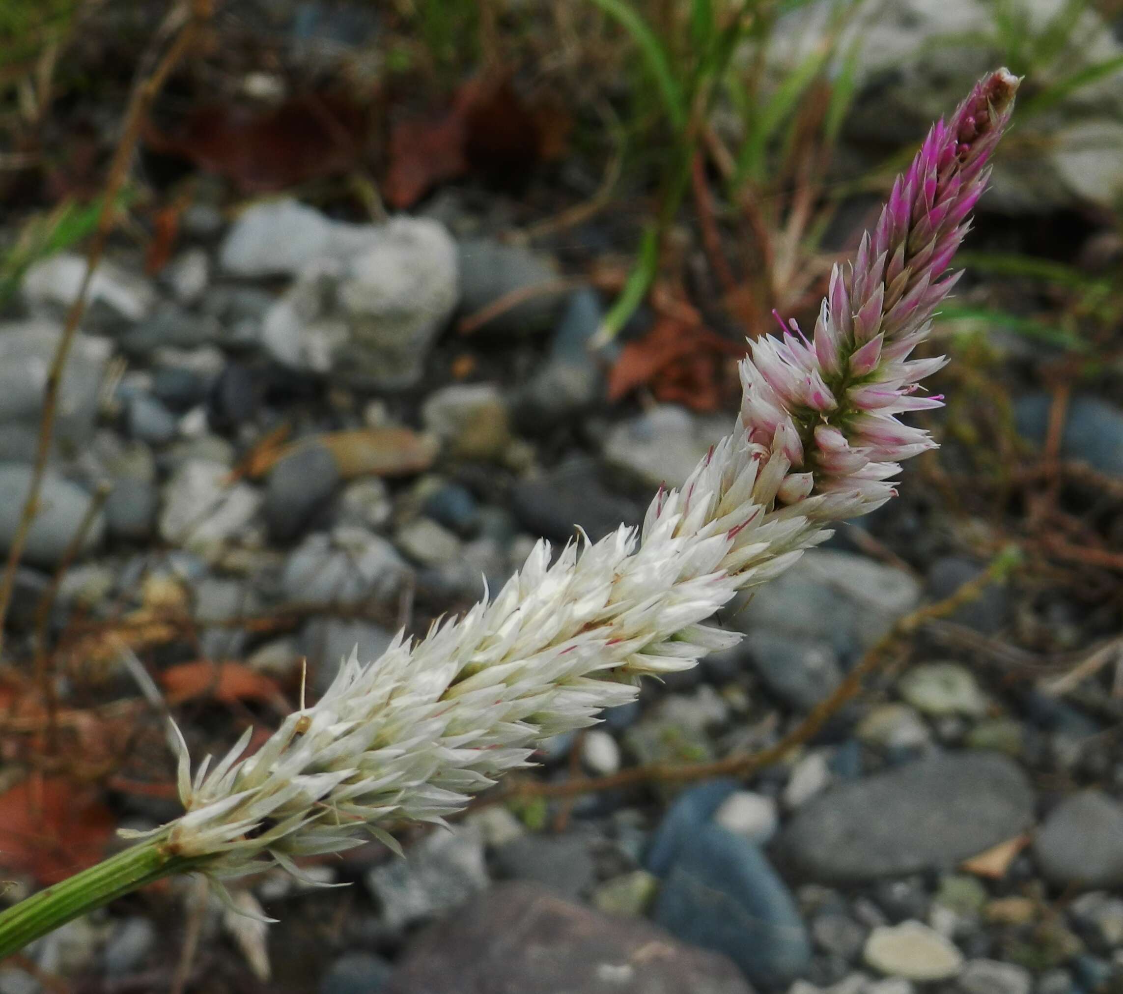 Imagem de Celosia argentea L.