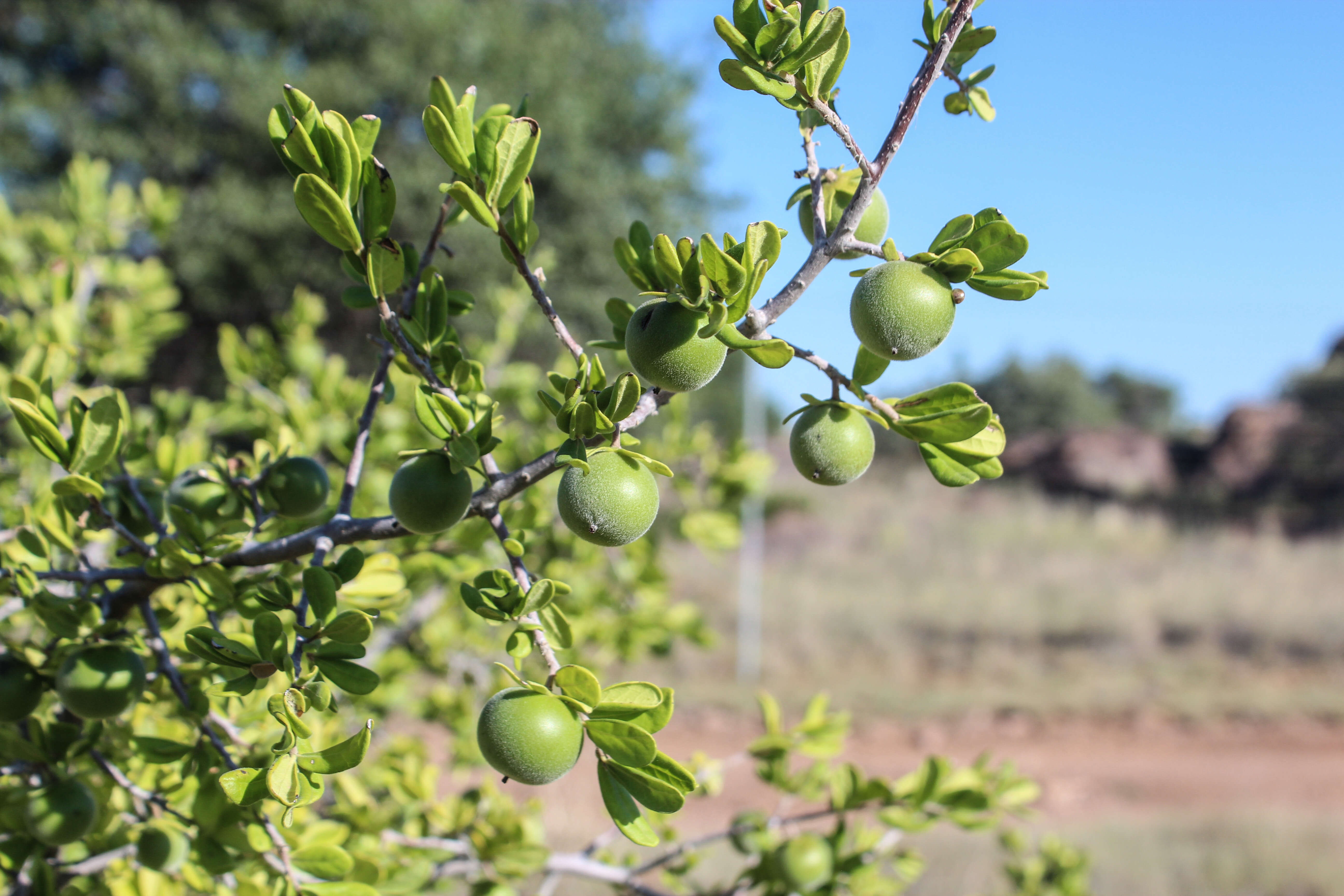 Image of Texas persimmon