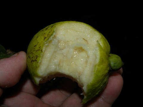 Image of wild guava