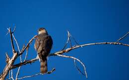 Image of Cooper's Hawk