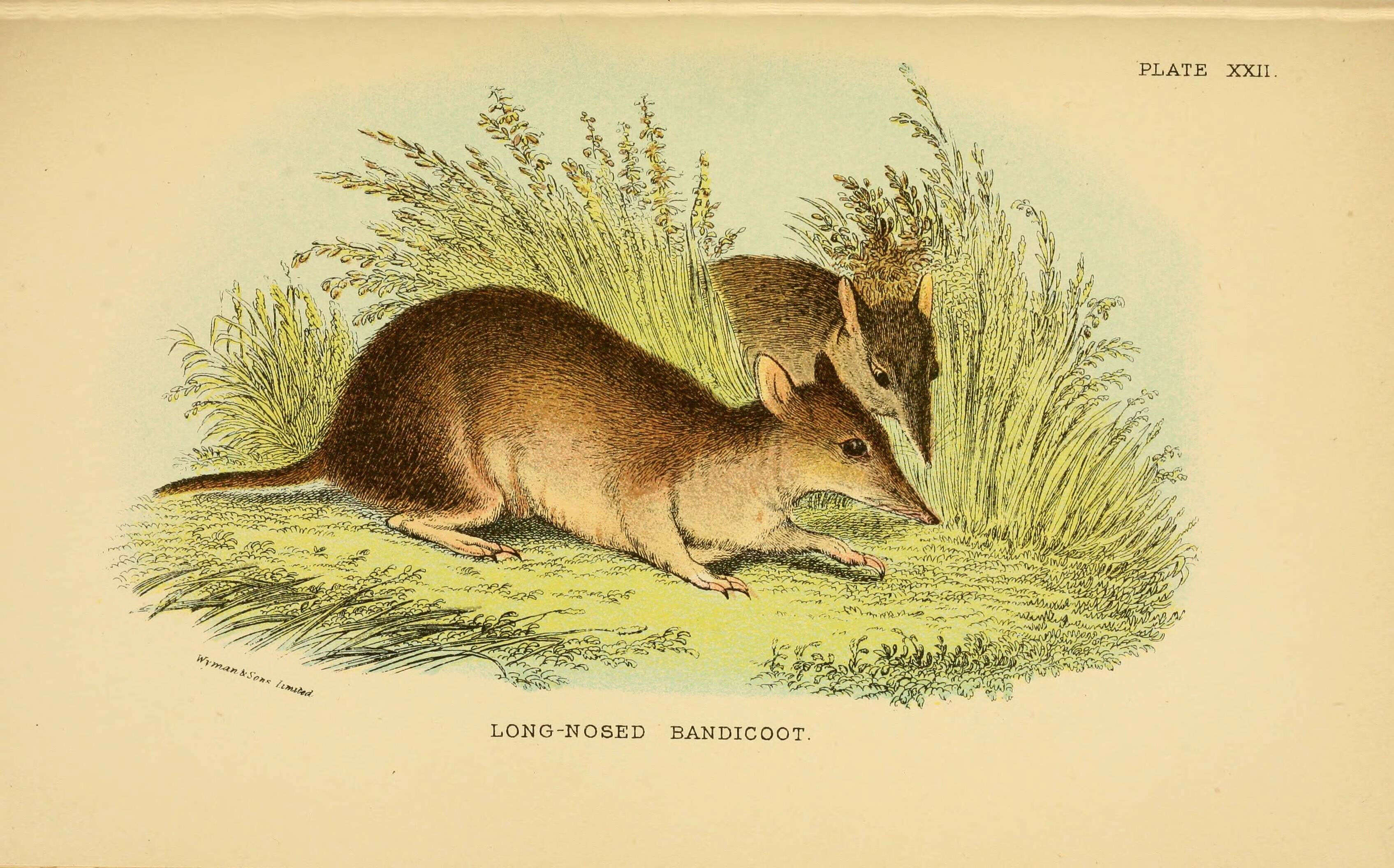 Image of bandicoots and bilbies