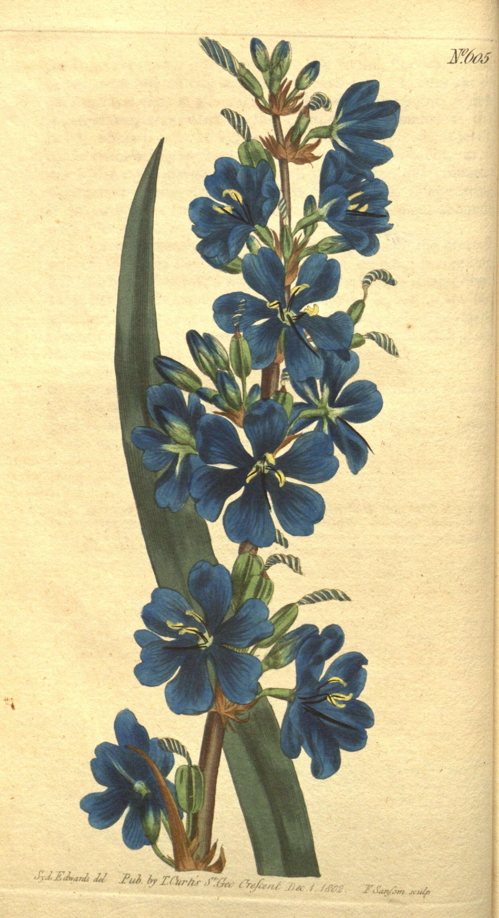 Imagem de Aristea capitata (L.) Ker Gawl.