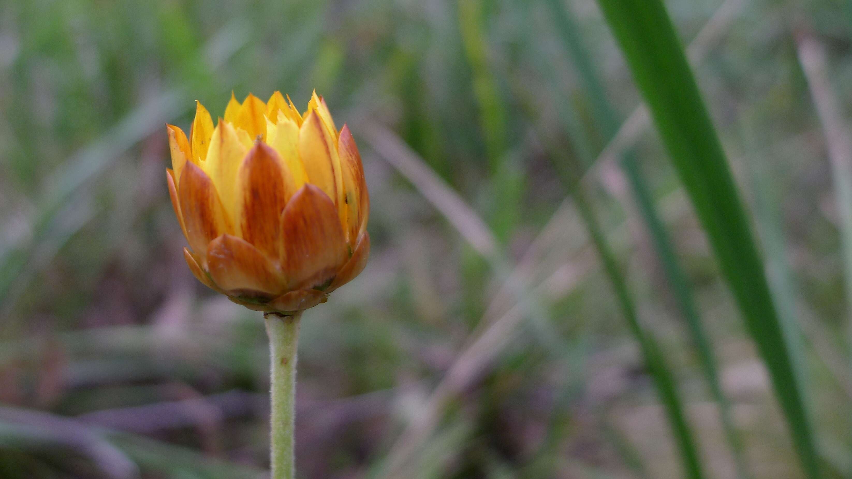 Plancia ëd Xerochrysum bracteatum (Vent.) N. N. Tzvel.