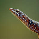 Image of Common Stream Lizard