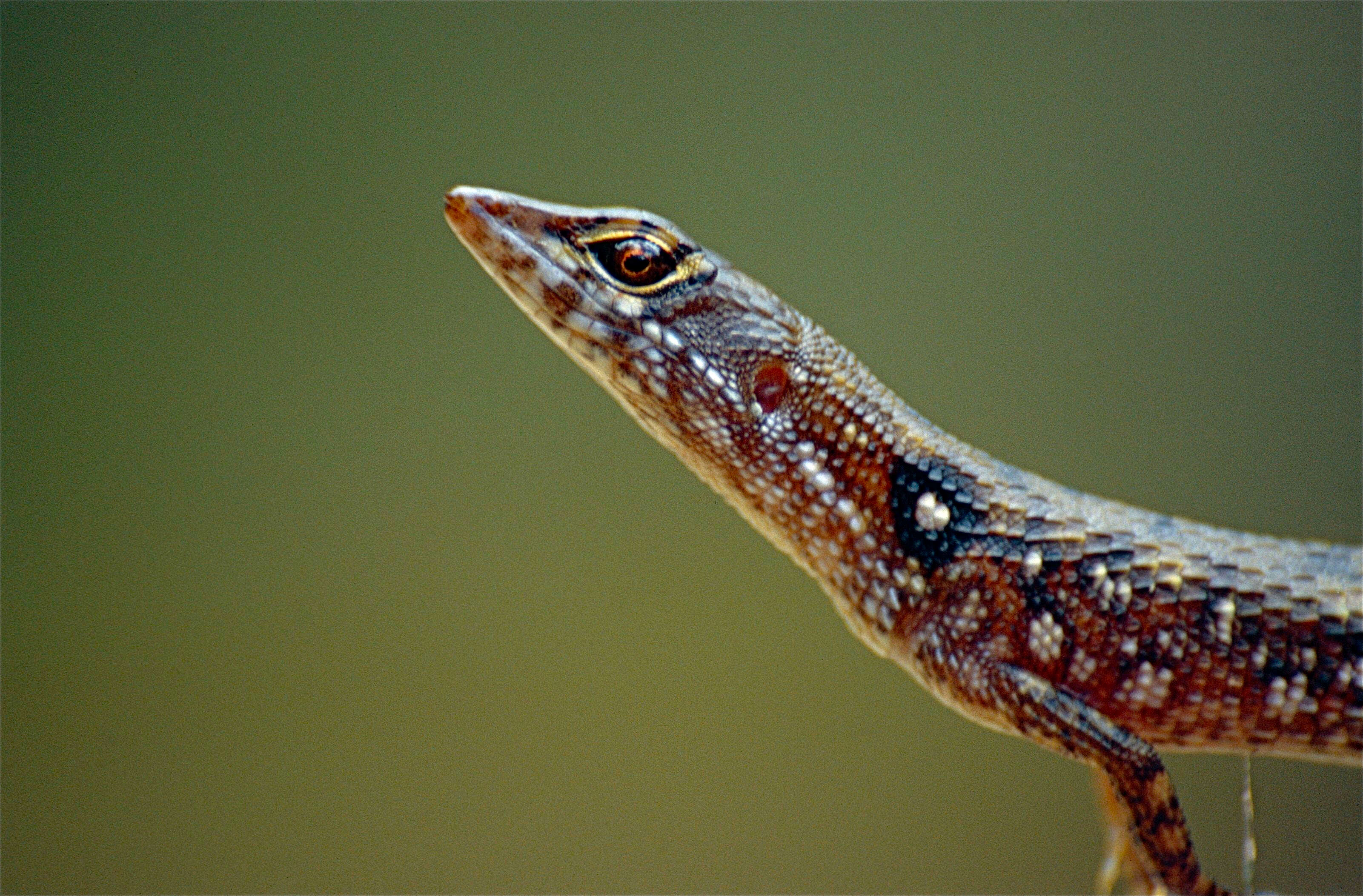 Image of Common Venezuelan water teiid