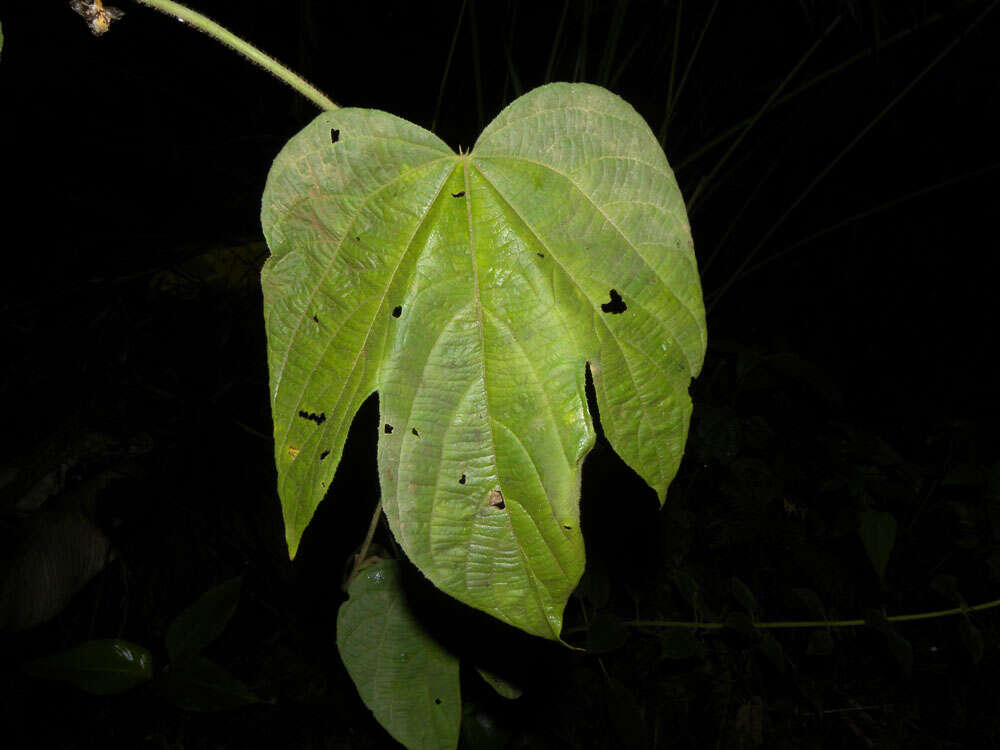 Image of Dalechampia osana Armbr.