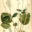 Image of Peperomia resediflora