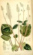 Image of Peperomia