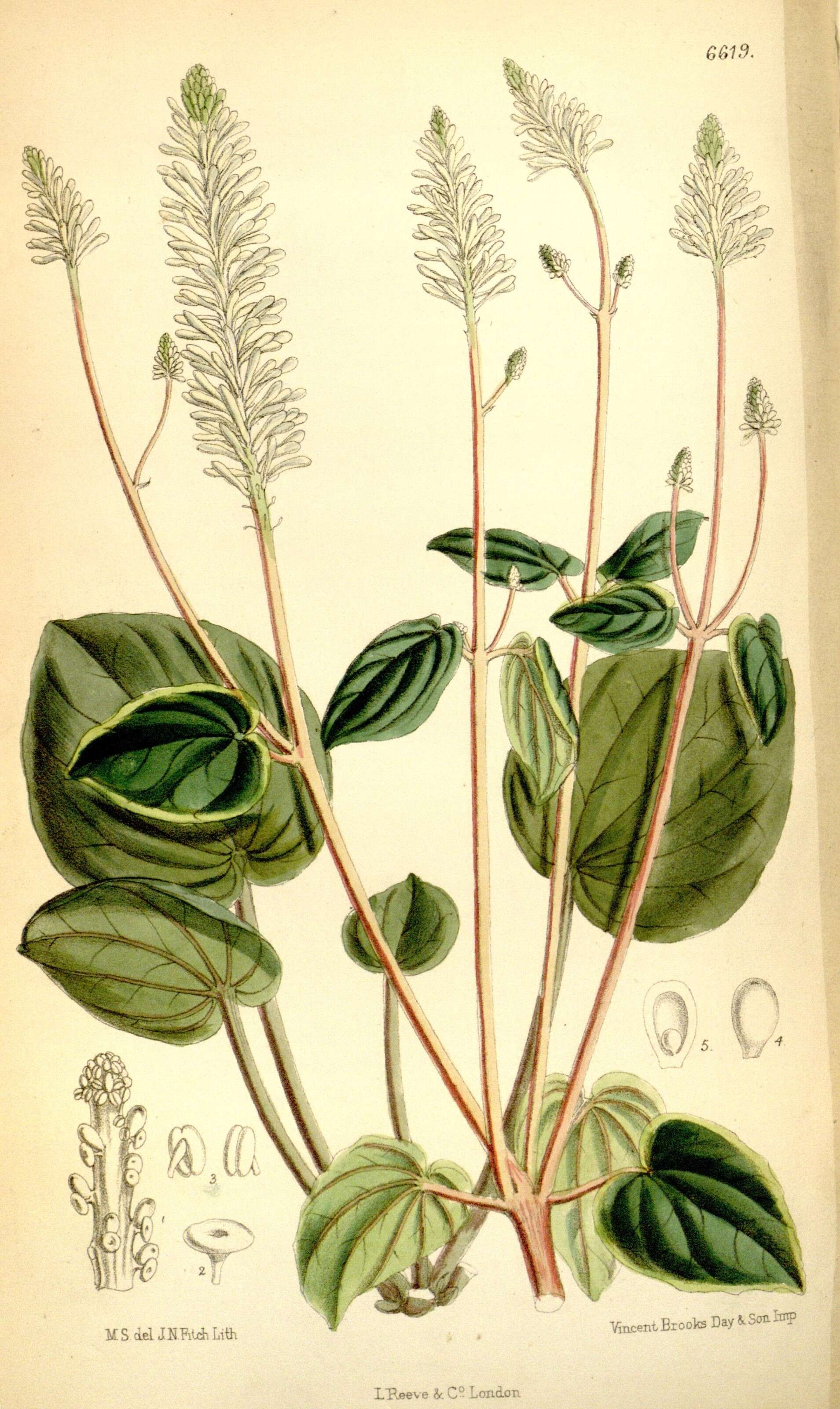 Image of Peperomia