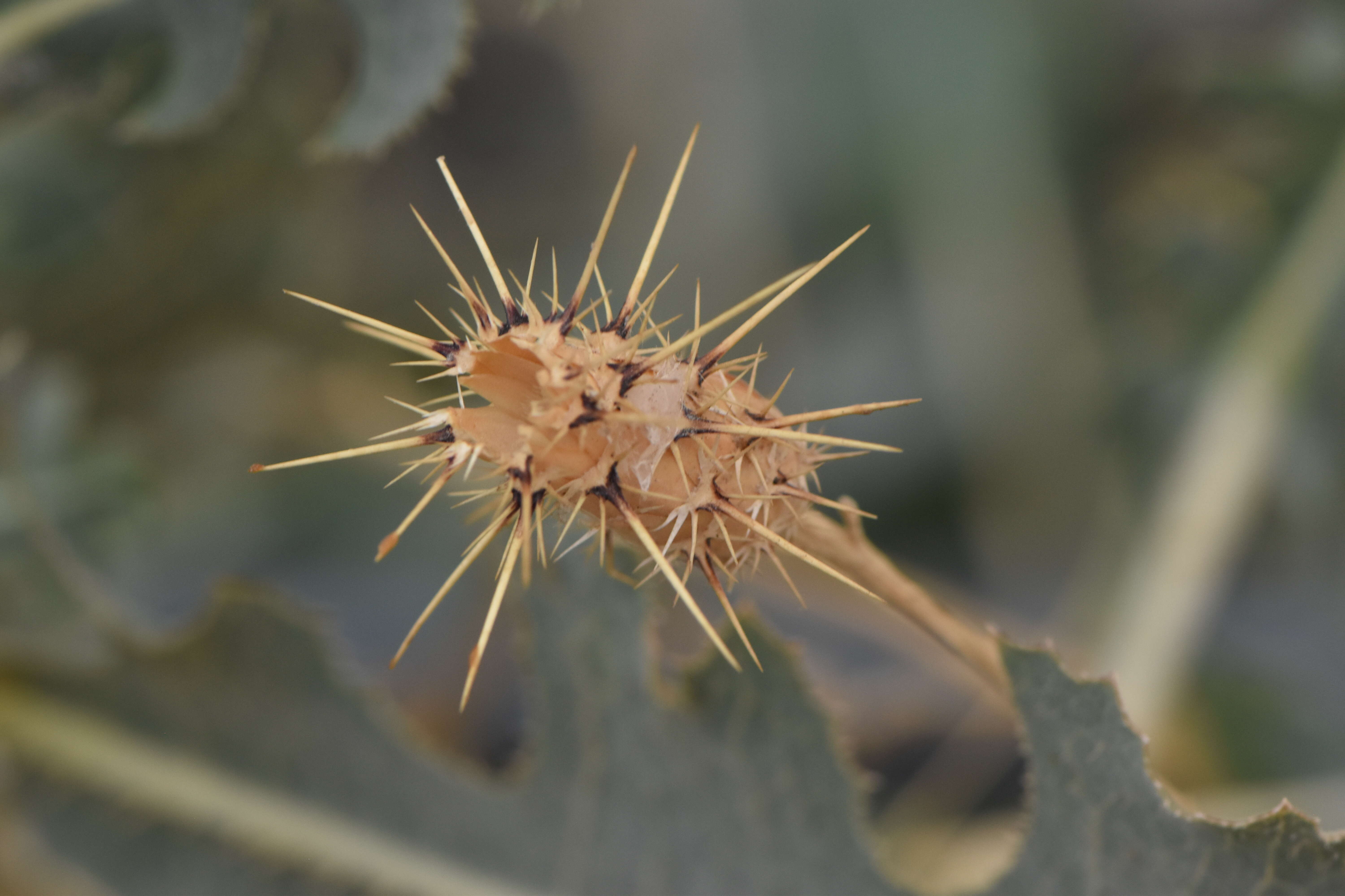 Image of prickly lettuce