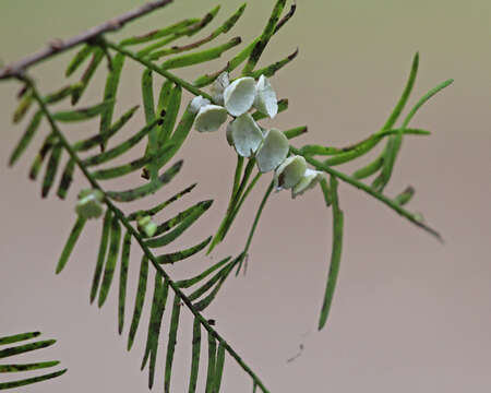 Imagem de Taxodiomyia cupressi (Schweinitz 1822)