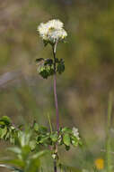 Image of columbine meadow-rue