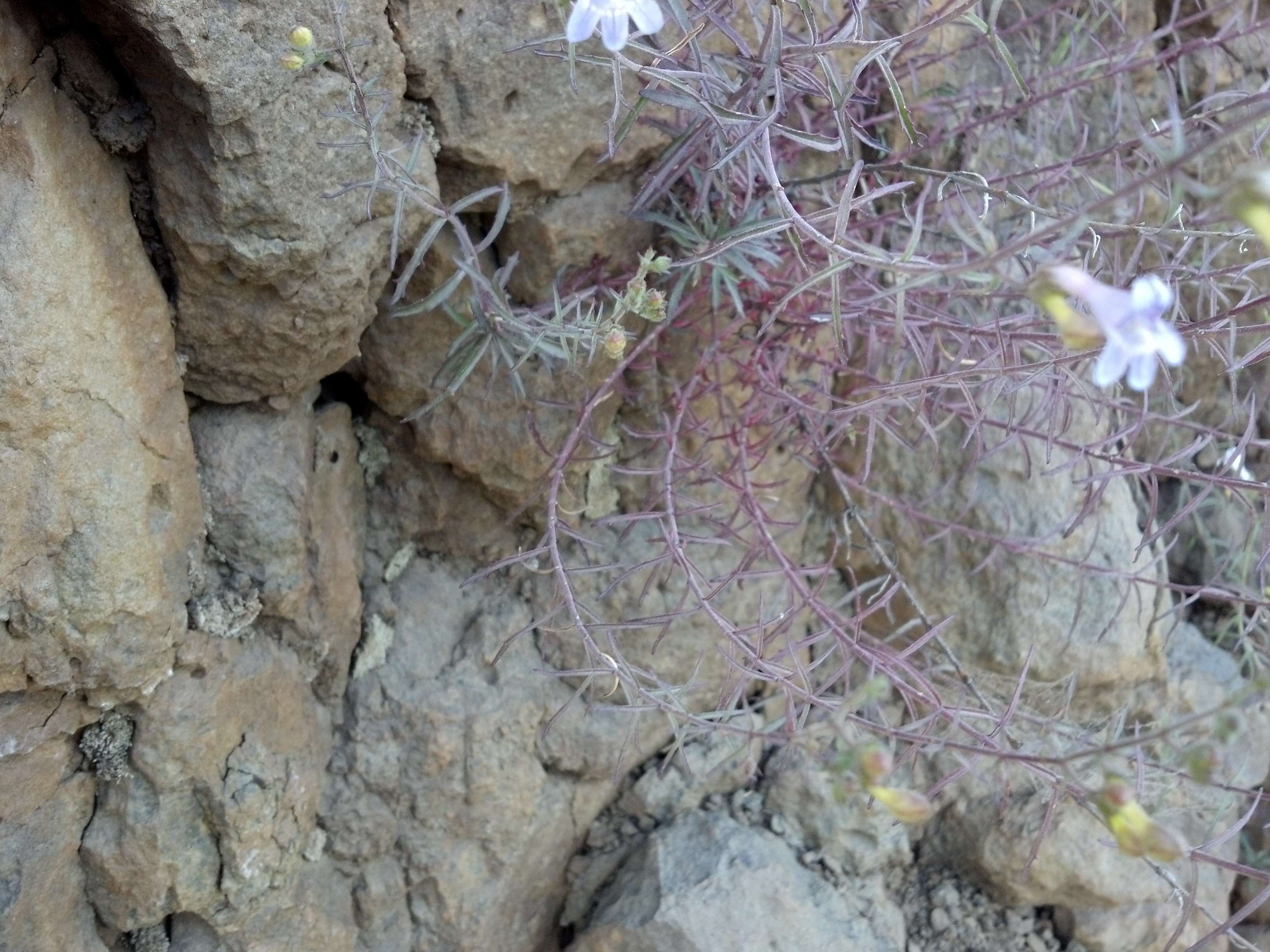 Image of Riggin's penstemon