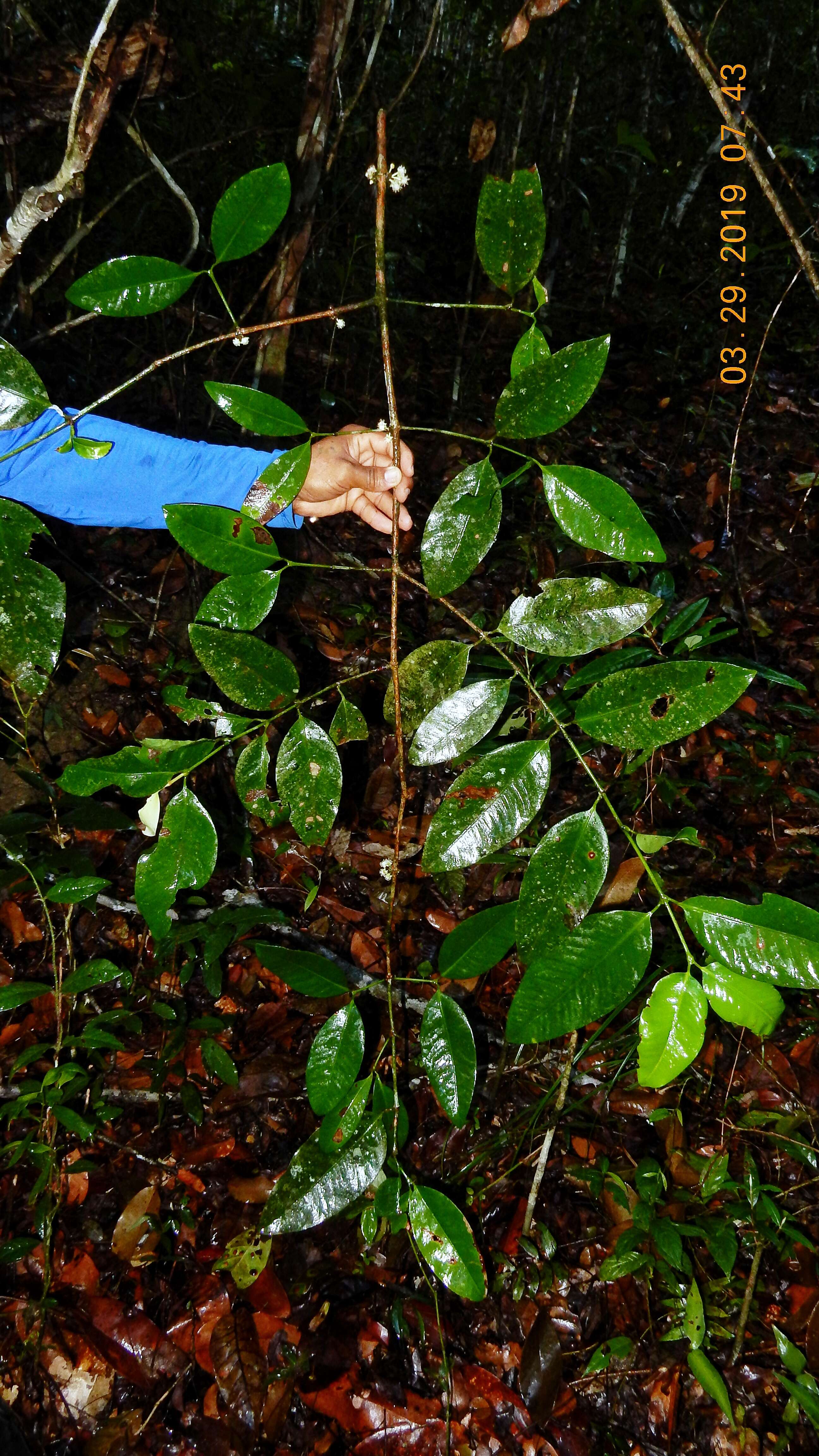 Sivun Garcinia macrophylla Mart. kuva