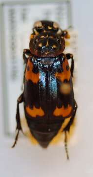 Image of Nicrophorus (Nicrophorus) heurni (Portevin 1926)