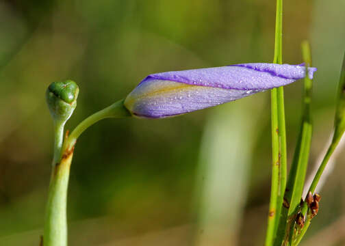 Image of pleatleaf