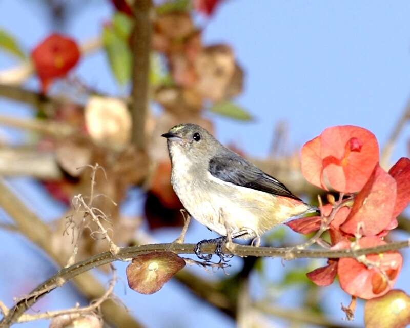 Image of Blood-breasted Flowerpecker