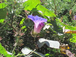 Image of Beach moonflower